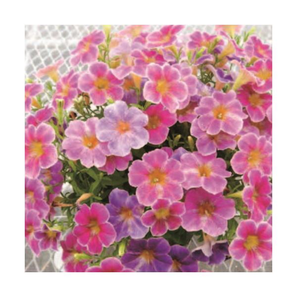 ペチュニア 花ことば 3.5号（直径10.5cm）ポット苗 1株 寄せ植え 季節の花苗 イングリッシュガーデンに