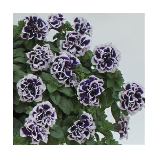 ペチュニア 花衣シリーズ 藍染 3.5号（直径10.5cm）1株 M&Bフローラ 寄せ植え 季節の花苗 イングリッシュガーデンに