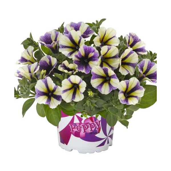 ペチュニア ペッピー ブルーベリーマフィン 3号（直径9cm）ポット苗　1株 寄せ植え 季節の花苗 イングリッシュガーデンに