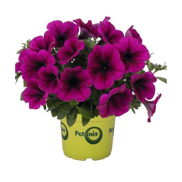 ペチュニア ポッチュニア パープル 3号（直径9cm）ポット苗　1株 寄せ植え 季節の花苗 イングリッシュガーデンに