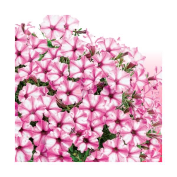 ペチュニア 花 苗 スーパーチュニア ミニ ピンクスター 1株 寄せ植え 季節のイングリッシュガーデンに ハンギング N Petu Stp イングの森 花 苗 育て方 通販 Yahoo ショッピング
