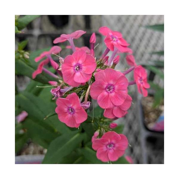 宿根フロックス ジュニオールダンス 3号（直径9cm）ポット苗 １株 耐寒性 多年草 寄せ植え ガーデン 花壇 鉢植え 花苗 サーモン ピンク