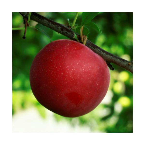 X v X[ ʎ c  1Nږ 4.5(a13.5cm)|bg A  t 