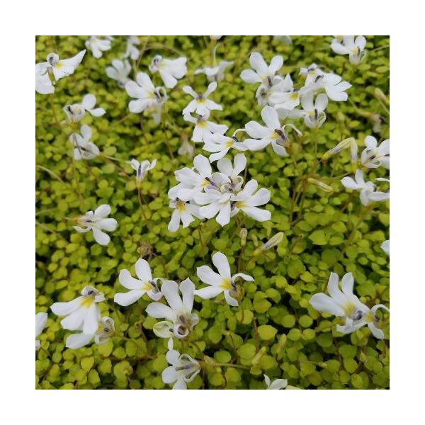 グランドカバー 宿根草の通販 価格比較 価格 Com