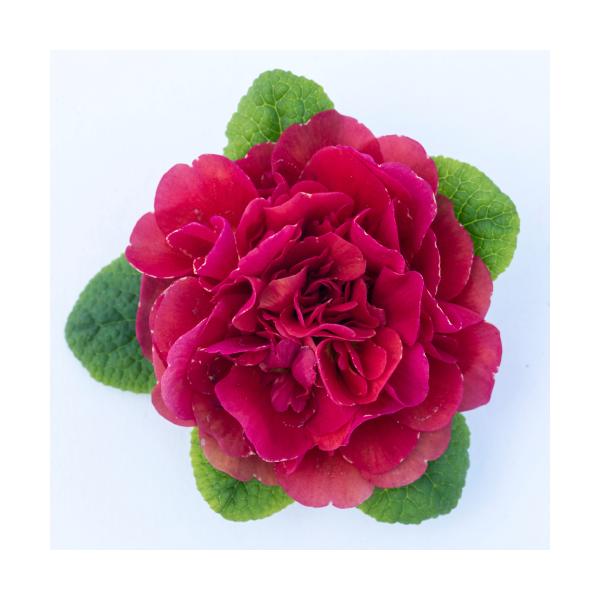 鮮やかなマゼンタとややブラウンの花弁がおしゃれなプリムラです。同品種同系色のバレンタインより明るく華やかな印象です。株を覆うように咲く八重咲きの花が豪華です。耐寒性もあるので、寒冷地でなければ屋外でも育てられます。■開花：2〜4月頃■草丈：...