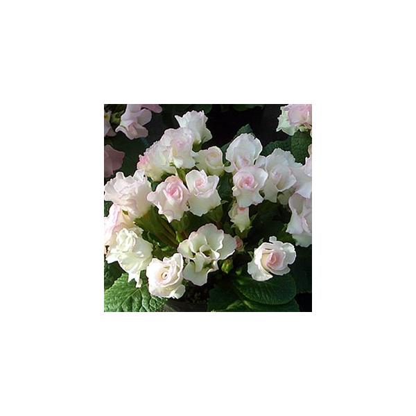プリムラ ジュリアン ブライダルベル 冬の花 バラ咲き１株 冬咲き 鉢植え 庭植えガーデニング 寄せ植え Buyee Buyee Japanese Proxy Service Buy From Japan Bot Online
