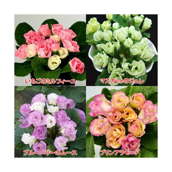 v WA  c o炫 t[c 4 e1 v4Zbg ~ A  K[fjO