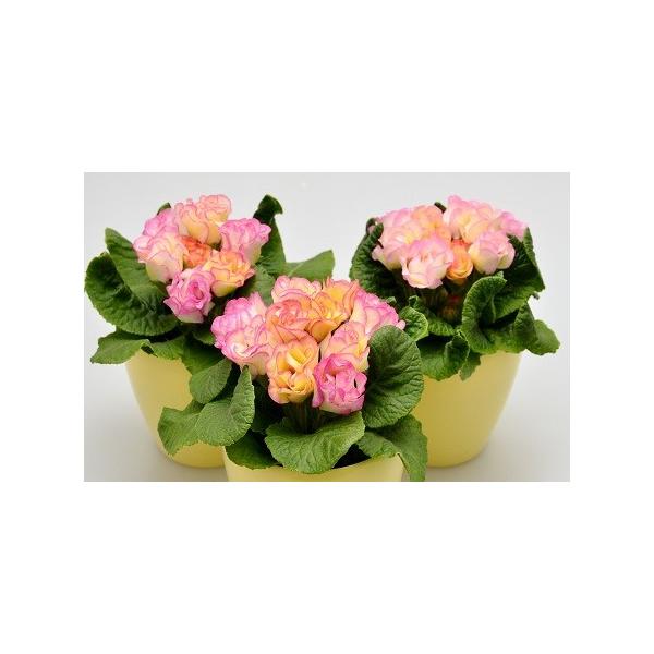 プリムラ ジュリアン 花 苗 プリン ア ラ モード 冬咲き バラ咲き1株 宿根草 Buyee Servis Zakupok Tretim Licom Buyee Pokupajte Iz Yaponii