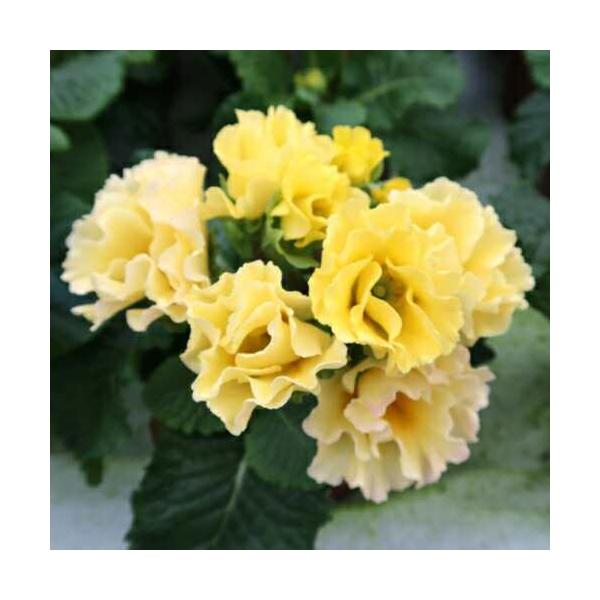 プリムラのローディシリーズの品種です。ほんのり黄味がかったクリーム色が柔らかな雰囲気を出してくれます。（気候や個体差によって色が濃くでる場合や殆ど白くなる場合などが生じます）フリル咲きの花なので、とても豪華に見えます。耐寒性もあるので、寒冷...