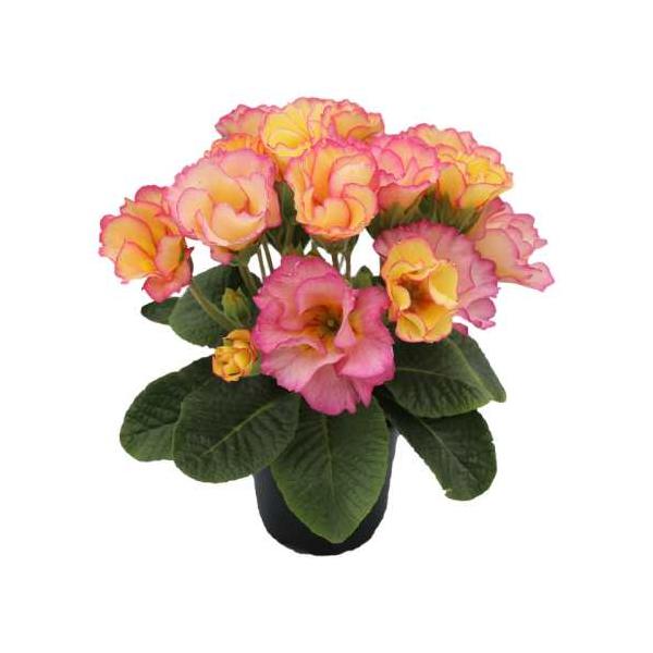 プリムラのローディシリーズの品種です。ピンクとオレンジがかったイエローのグラデーションが美しい色合いです。（気候や個体差によって色が濃くでる場合や殆ど白くなる場合などが生じます）フリル咲きの花なので、とても豪華に見えます。耐寒性もあるので、...