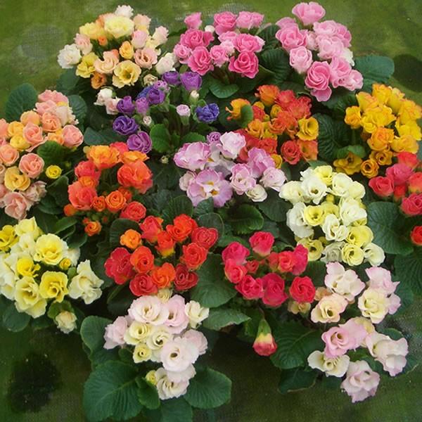 プリムラ 花 苗 八重咲き ジュリアン キャンディマジック 1株 冬 鉢植え 庭 ガーデニング 開花前特別価格 N Primula Candymagic 1 イングの森 母の日 プレゼント ギフト 花 通販 Yahoo ショッピング