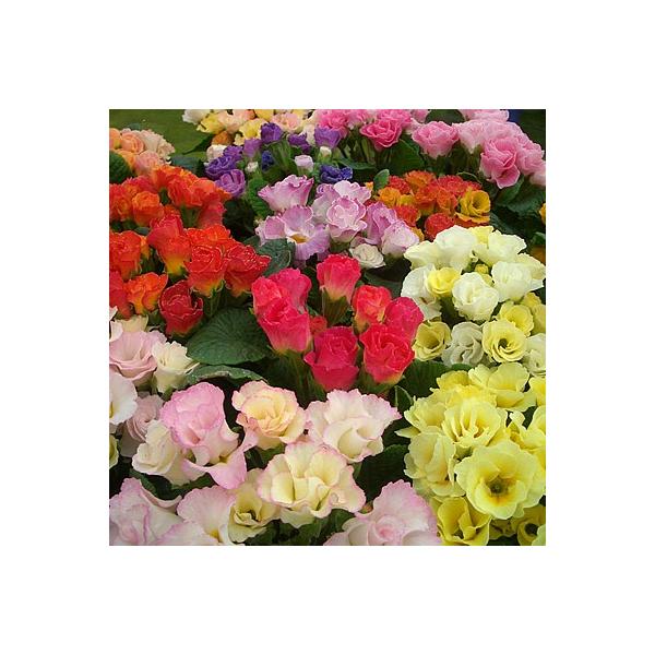 プリムラ ジュリアン 花 苗 キャンディマジック 半八重 八重咲き３株セット 冬咲き 寄せ植えに Buyee Buyee 日本の通販商品 オークションの代理入札 代理購入
