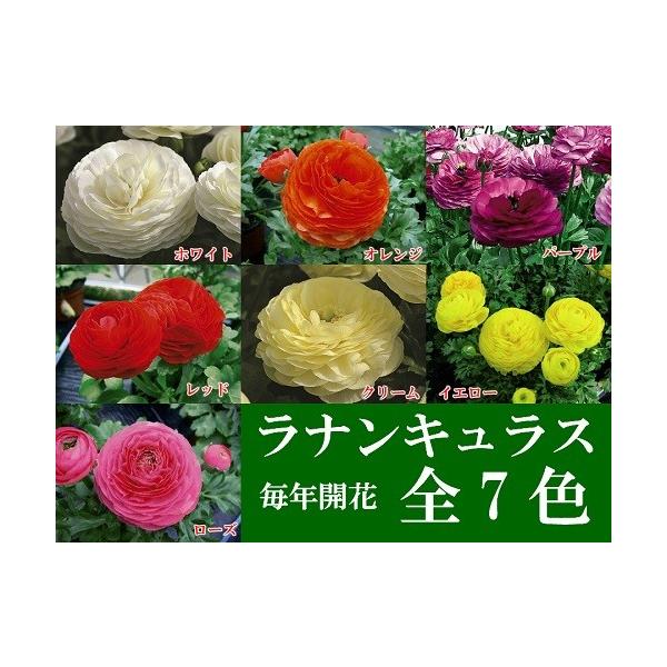 球根性宿根草 ラナンキュラス 選べる全7色 1株 Buyee Buyee 日本の通販商品 オークションの代理入札 代理購入