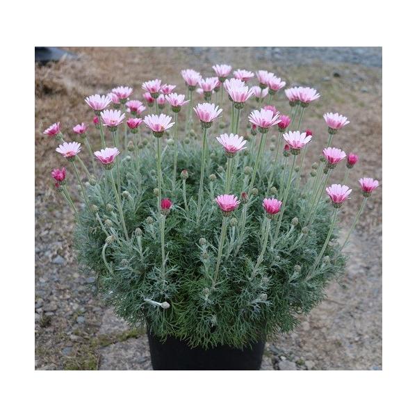 ローダンセマム カップケーキ １株 17年の新色 栄養系宿根草 花苗 ガーデニング 寄せ植えに N Rd Cup イングの森 花 苗 育て方 通販 Yahoo ショッピング