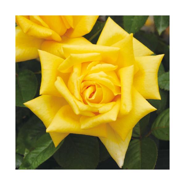 oc  Yc  6A oo y{ԏ\ЊtΏەiz o lG炫 ֌n