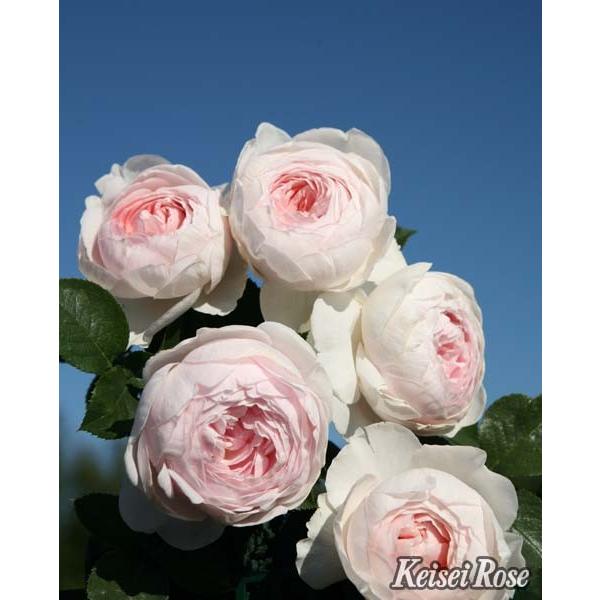 大苗 バラ大苗 クリスティアーナ 国産苗 大苗 6号鉢植え コルデス作出 N Rose K3 イングの森 花 苗 育て方 通販 Yahoo ショッピング