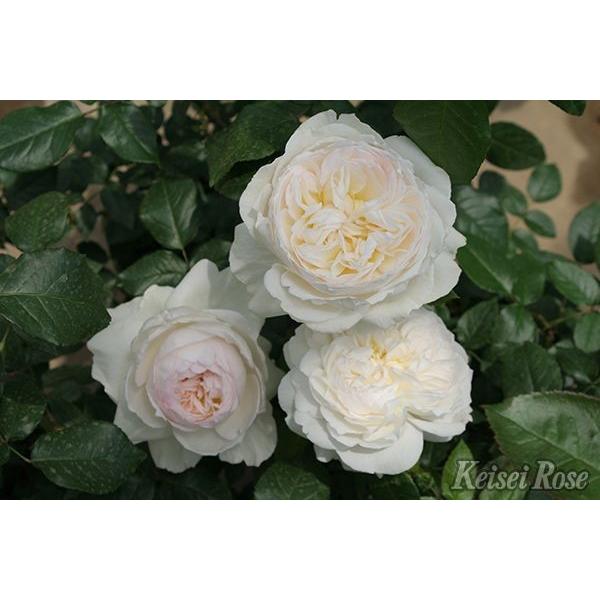 大苗 バラ大苗 ボレロ 国産苗 大苗 6号鉢植え メイアン作出 N Rose M7 イングの森 花 苗 育て方 通販 Yahoo ショッピング