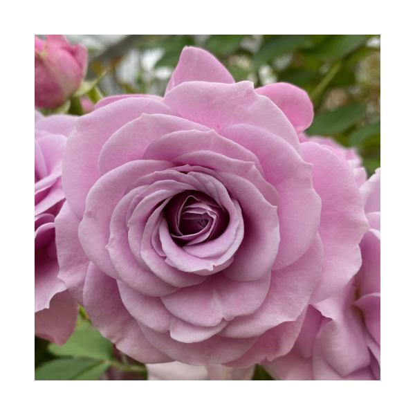 o c  }`l 6A Vi 2021Nx t  Y RfXo H̔Jn