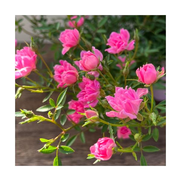 レンゲの様な可愛いピンクのお花がいっぱい咲きます。小さな花弁が丸く重なり合って咲き、とても可愛らしい品種です。花径は2cm程度で房咲きとなり、花後に剪定すると繰り返し咲きます。 (四季咲き性が強いバラです。)剪定の際は基本「花後に5枚葉の付...
