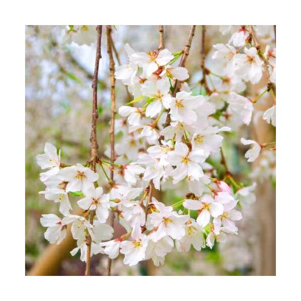 日本を代表する花木であり、園芸品種は、カンヒザクラ群、エドヒガンザクラ群、ヤマザクラ群、マメザクラ群などがあり、その品種は300品種以上存在し、花色、花形、樹形も様々です。また肥沃な土を好みます。日本の気候に合った育てやすい樹木です。枝垂桜...