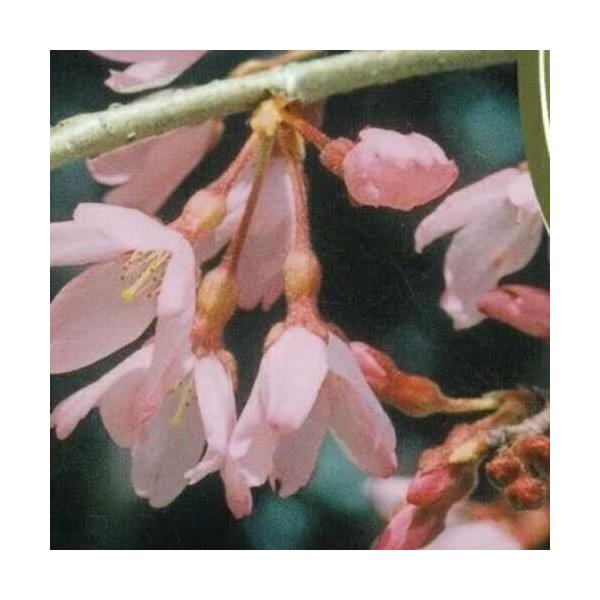 家庭樹 落葉高木 紅一重枝垂れ桜（ベニヒトエシダレザクラ） 6号鉢（直径18cm） 2年生接木苗