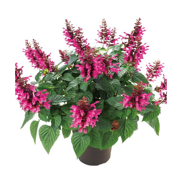 hanamankai_n-salvia-ssrr-ps