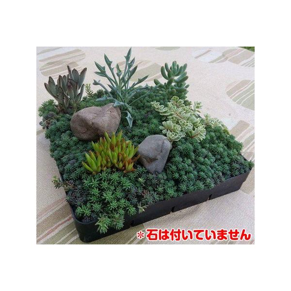 あなたも箱庭のオーナーに ミニチュアガーデン 1セット N Sedummat イングの森 花 苗 育て方 通販 Yahoo ショッピング