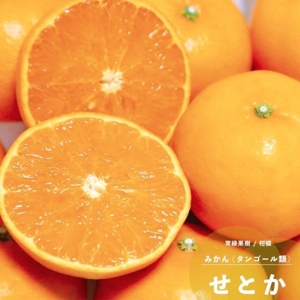 ʎ c Ƃ ݂ ~ t k PVP 1Nڂ 4.5 a13.5cm |bg Ύ G IW ^S[