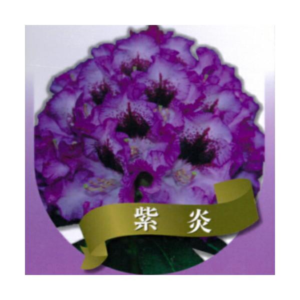 西洋シャクナゲ (ロードデンドロン) 紫炎（しえん） 6号鉢（直径18cm
