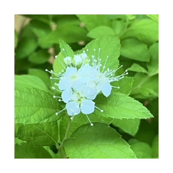 シモツケ  ホワイトゴールド  3号（直径9cm）ポット苗  落葉低木 カラーリーフ 寄せ植え