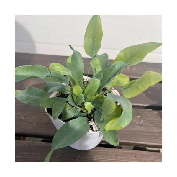 シダの中でも葉の美しさなどで、園芸品種として人気の物がございます。日本ではこれをガーデニングの植物として用いることは、まだあまり知られていませんが、海外では普通に耐寒性のある宿根草としての扱いで人気なんですよ。北側の日陰やその他あまり日当た...