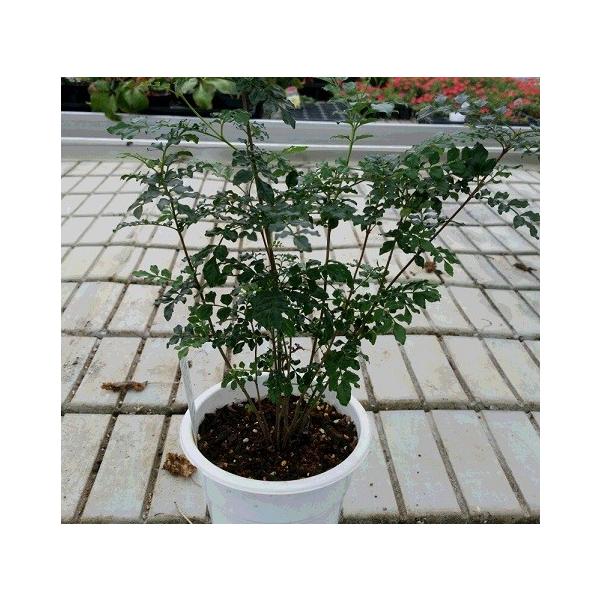 半常緑高木 シマトネリコ ５号スリット鉢植え Buyee Servicio De Proxy Japones Buyee Compra En Japon