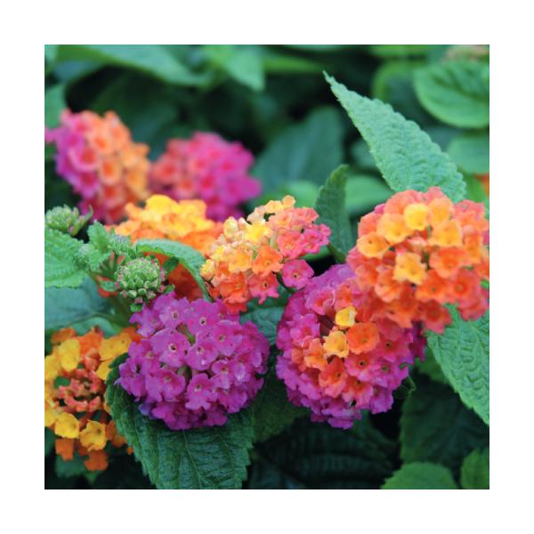 PWのスーパーランタナ トロピカルサンセット 3号 (直径9cm) ポット苗 1