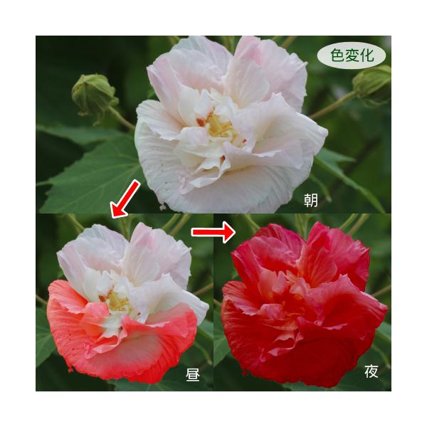 家庭樹 スイフヨウ 酔芙蓉 5号鉢 ふよう 芙蓉 苗木 苗 花苗 鉢花 N Suifuyo 5 イングの森 花 苗 育て方 通販 Yahoo ショッピング