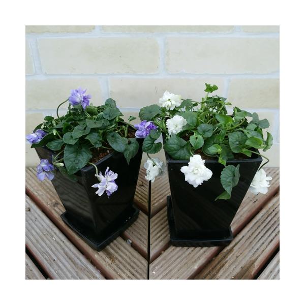 苗 スミレの人気商品 通販 価格比較 価格 Com