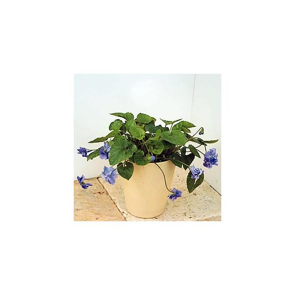 苗 スミレの人気商品 通販 価格比較 価格 Com