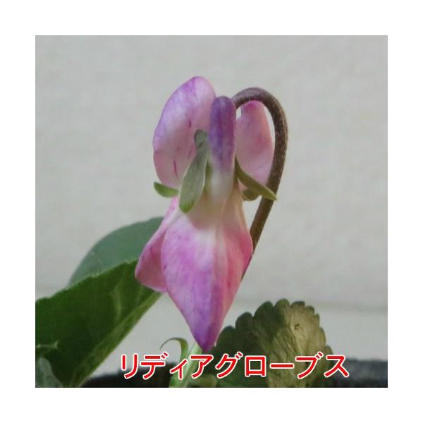 ニオイスミレ 花 苗 においすみれ 一重咲き コレクション １株 香り フレグランス ガーデニング 寄せ植えに Buyee Buyee Japanese Proxy Service Buy From Japan Bot Online