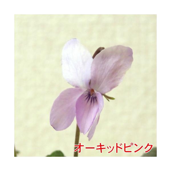 ニオイスミレ においすみれ 一重咲き コレクション １株 香り フレグランス ガーデニング 花苗 寄せ植えに Buyee Buyee Japanese Proxy Service Buy From Japan Bot Online