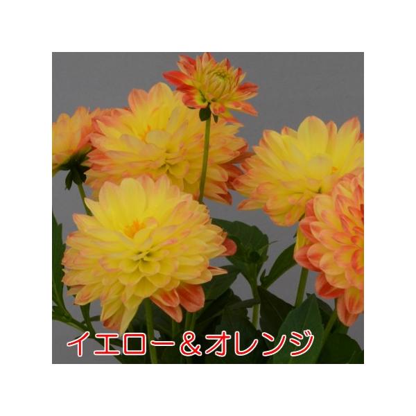 おひさまダリア 花 苗 ミディシリーズ 7色から選んでください 宿根草 切り花 寄せ植え イングリッシュガーデンに Buyee Buyee 日本の通販商品 オークションの代理入札 代理購入