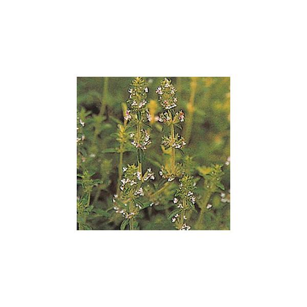 グランドカバー 宿根草の通販 価格比較 価格 Com