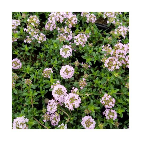 h ^C(N[sO^C) MJEX 9cm|bgc P J[ybgɍL