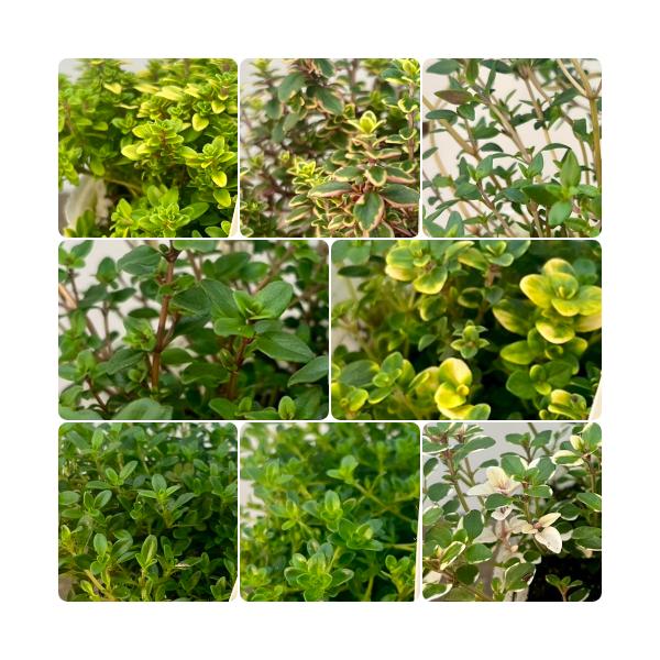 タイムは清々しい香りで肉料理や魚料理の香りづけ、ハーブティーなどに利用できます。冬場は枯れたようになりますが、耐寒性があり生育旺盛でグランドカバーにも利用できます。グランドカバーにする場合は地熱対策にも有効で、食だけでなく住にも活用されるハ...