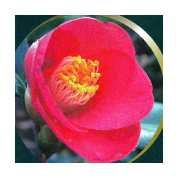 厳しい寒さの時期に凛と咲く花は大変美しいです。日本では家庭樹として多用されるツバキ。今は様々な品種改良がされて、花姿も色もバリエーションが豊富です。赤西王母は、淡桃色に紅ぼかしの品種「西王母」から生まれた自然実生の改良品種です。鮮やかな濃紅...