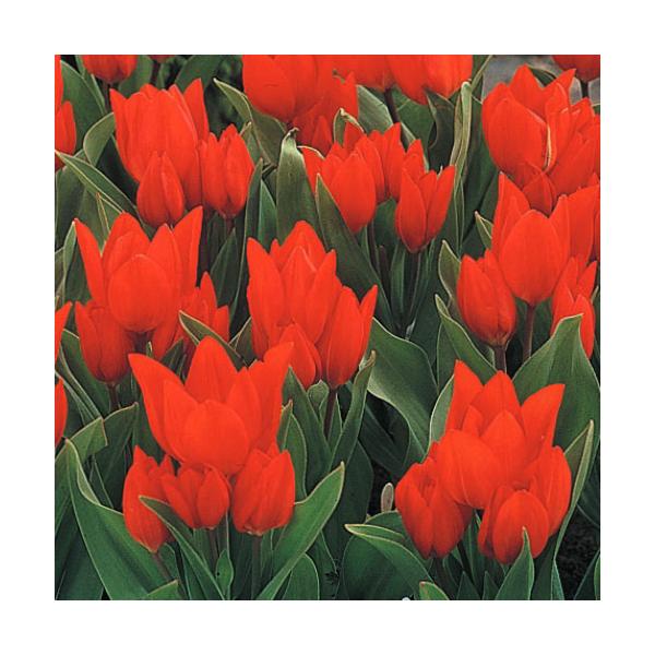 チューリップ 球根 プランターの人気商品 通販 価格比較 価格 Com