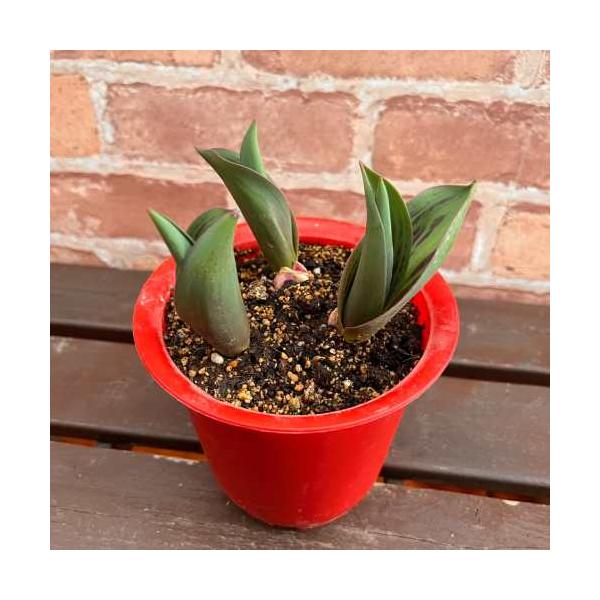 おやゆび姫は草丈15cm程度で咲く原種系チューリップです。ミニチュアのようなサイズ感で、真っ赤な花が可愛らしい品種です。日当たり良い場所で育ててください。水やりは表土が乾いたらたっぷりと与えて下さい。■開花：3月〜４月頃■草丈：15cm前後...