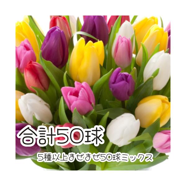 `[bvO   ܂`[bv5ȏ܂܂50 SEi@