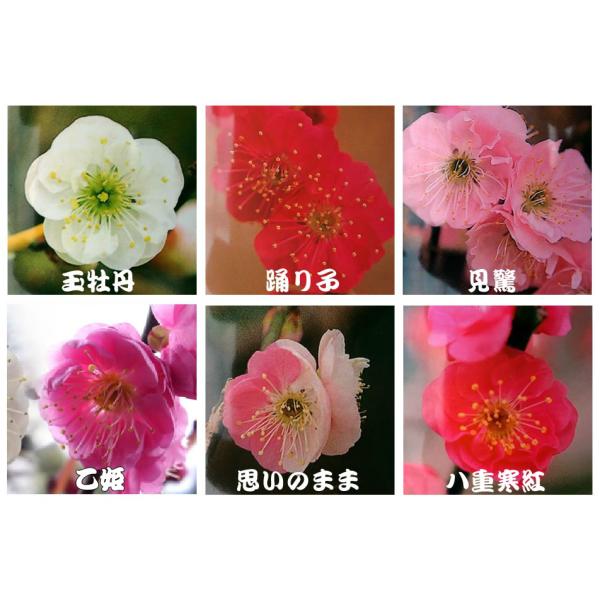 ~  niE c ~ 6 ʉO xq  P v̂܂ dg  ԉ肢ς is