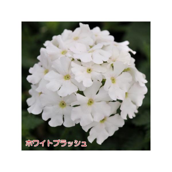 選べる4色のバーベナ エンデュラスケープ 9cmポット苗 宿根草 広がる 鉢花 寄せ植えに Buyee Buyee Japanese Proxy Service Buy From Japan Bot Online