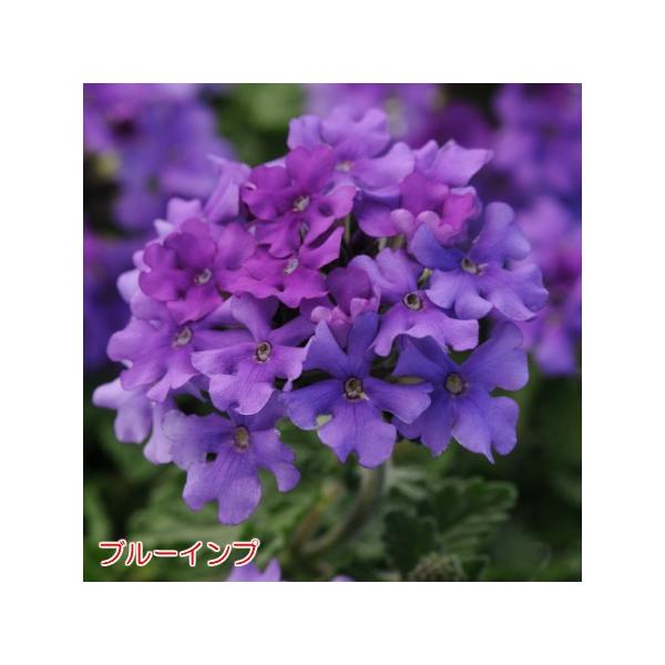 選べる4色のバーベナ エンデュラスケープ 9cmポット苗 宿根草 広がる 鉢花 寄せ植えに Buyee Buyee Japanese Proxy Service Buy From Japan Bot Online