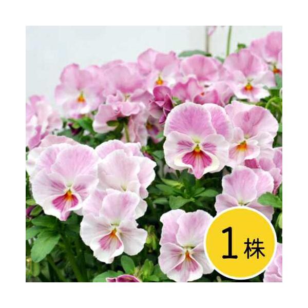 個人育種家の個性豊かな品種をさらに選抜を重ねてできた「花ろまん」のオリジナル品種。桃色を中心に、白っぽい色まで淡いピンク系の色幅を楽しめます。丸みを帯びたフリンジの花形が可愛らしいです。秋から晩春まで無数の花を咲かせます。■花径：4cm前後...